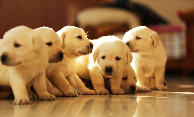 养小狗狗需要注意些什么呢，饲养幼犬的5大注意事项