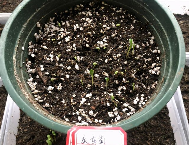 矢车菊种子的种植方法是什么，矢车菊的最佳播种时间