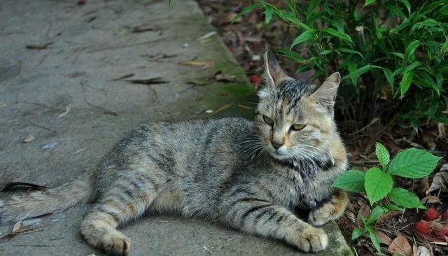 猫可以和什么花一起养，可以和猫咪一起养的花草介绍