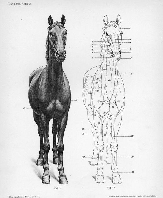 马的丁丁为什么这么长，有关马儿结构与解剖知识点