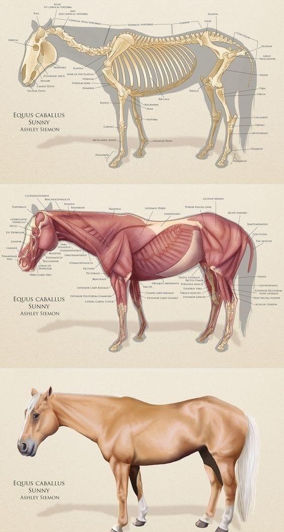马的丁丁为什么这么长，有关马儿结构与解剖知识点