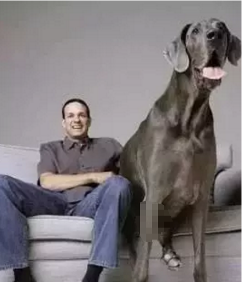 高档大型宠物狗品种大全，全球10种著名的巨型犬附图片