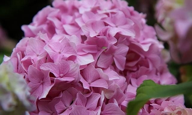 粉色绣球花花语是什么，四色绣球花的花语汇总