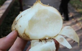 白地瓜的功效与作用「必看：白地瓜的饮食禁忌介绍」