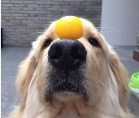 狗吃蛋黄有什么好处和坏处呢，狗狗吃蛋黄过量的后果