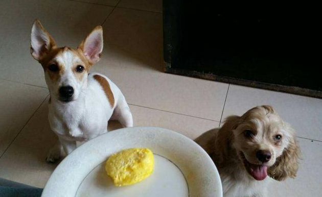 狗吃蛋黄有什么好处和坏处呢，狗狗吃蛋黄过量的后果