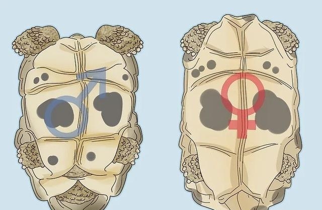 乌龟分公母怎么分辨呢，乌龟快速分公母的2大方法