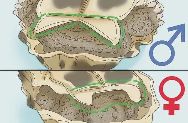 乌龟分公母怎么分辨呢，乌龟快速分公母的2大方法