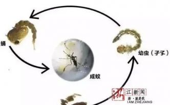 蚊子生命期多长「最新关于蚊子的寿命相关介绍」