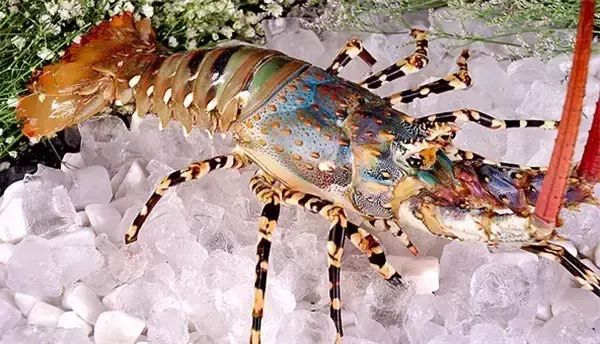 龙虾有几种品种名称，市场常见龙虾种类大全