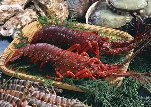 龙虾有几种品种名称，市场常见龙虾种类大全