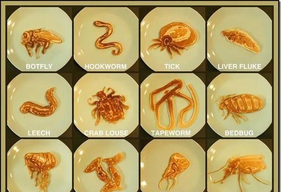 全球恐怖寄生虫分别是哪些，盘点最令人厌恶的10大寄生虫