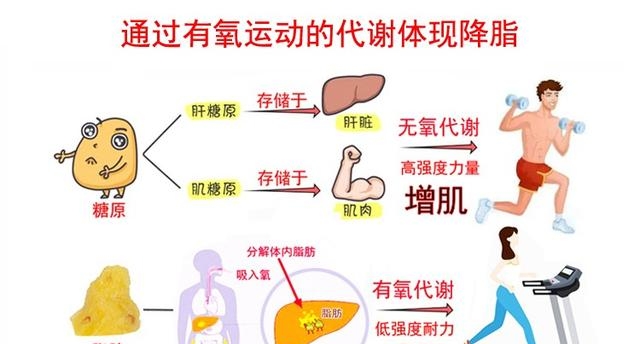 做俯卧撑能减掉肚子上的赘肉吗，多做俯卧撑能减掉啤酒肚吗