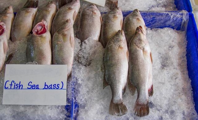 海鲈鱼和淡水鲈鱼哪个好吃，淡水鲈鱼和海鲈鱼的区别