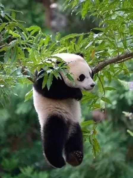 大熊猫的分布地区在哪里，大熊猫分布地的演变史
