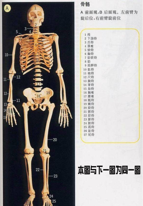 人体内部结构分布图分享，史上最全的人体各部位解剖全图