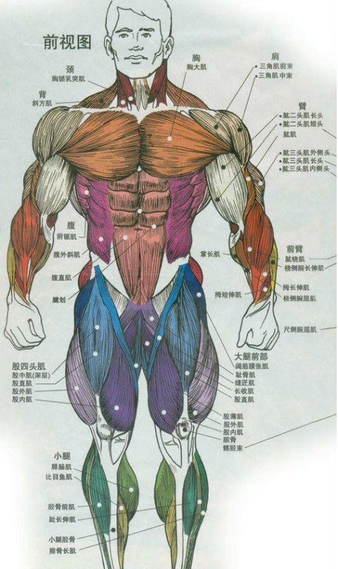 人体内部结构分布图分享，史上最全的人体各部位解剖全图