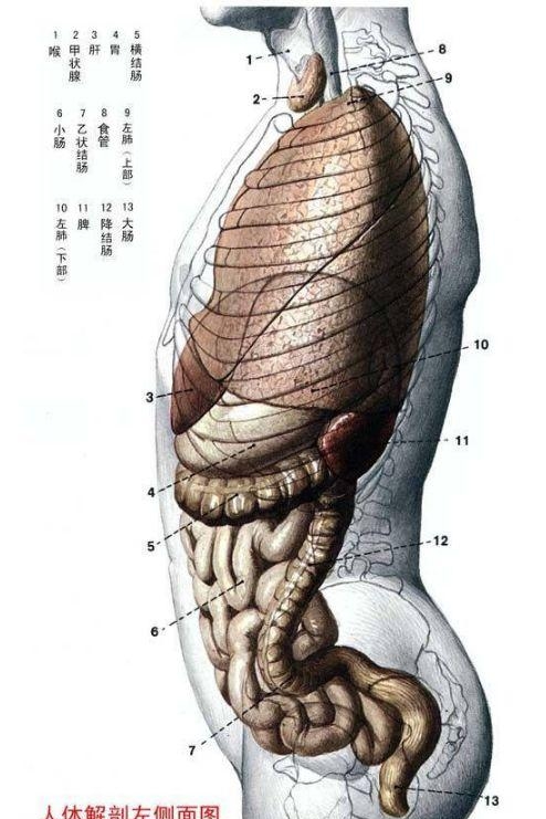 人体内部结构分布图分享，史上最全的人体各部位解剖全图