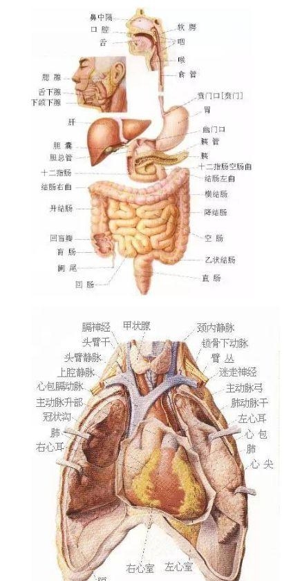 人体内部结构分布图分享，史上最全的人体各部位解剖全图