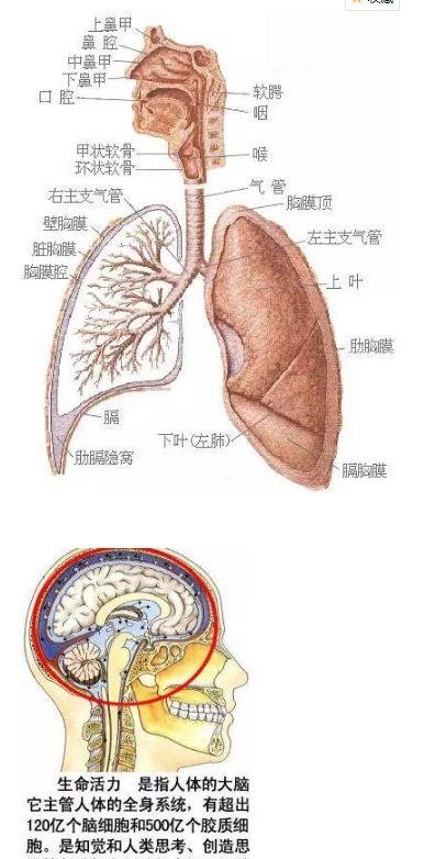 人体内部结构分布图分享，史上最全的人体各部位解剖全图