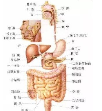 人体内部结构分布图分享，史上最全的人体各部位解剖全图