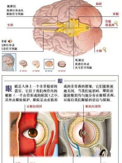 人体内部结构分布图分享，史上最全的人体各部位解剖全图