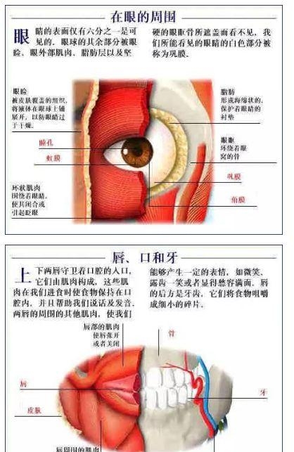 人体内部结构分布图分享，史上最全的人体各部位解剖全图