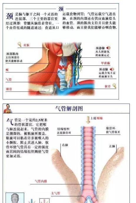 人体内部结构分布图分享，史上最全的人体各部位解剖全图