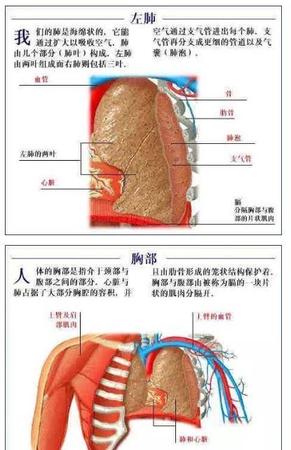 人体内部结构分布图分享，史上最全的人体各部位解剖全图