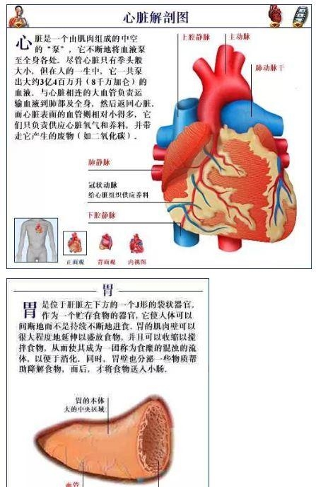 人体内部结构分布图分享，史上最全的人体各部位解剖全图