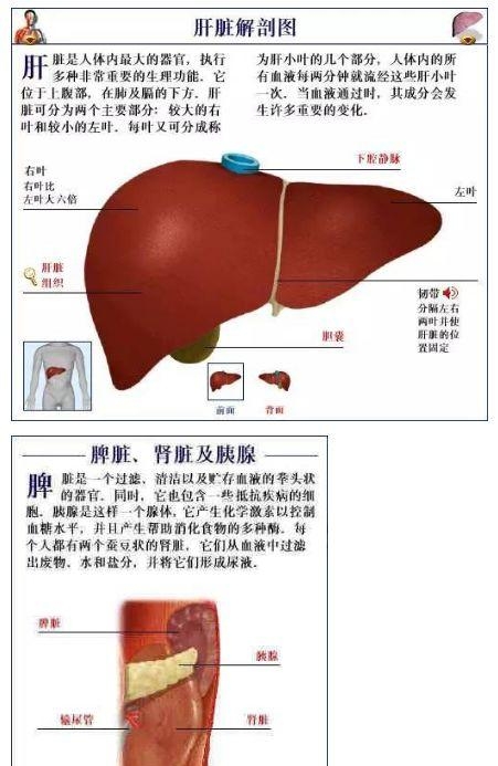 人体内部结构分布图分享，史上最全的人体各部位解剖全图