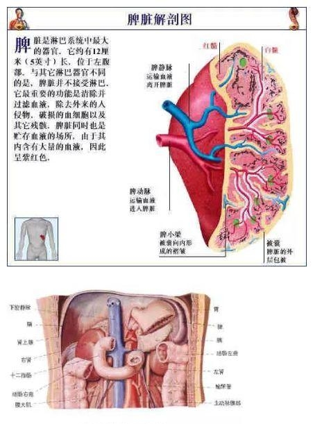 人体内部结构分布图分享，史上最全的人体各部位解剖全图