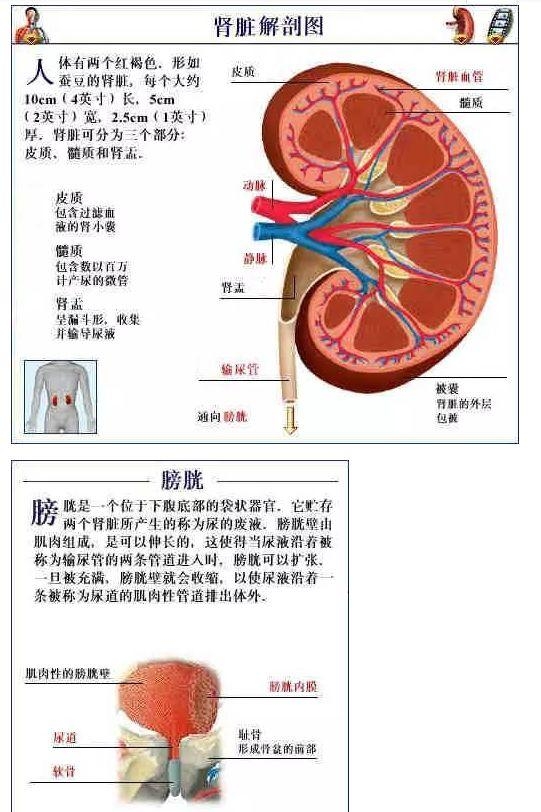 人体内部结构分布图分享，史上最全的人体各部位解剖全图