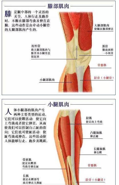 人体内部结构分布图分享，史上最全的人体各部位解剖全图