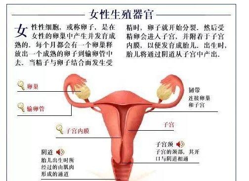 人体内部结构分布图分享，史上最全的人体各部位解剖全图