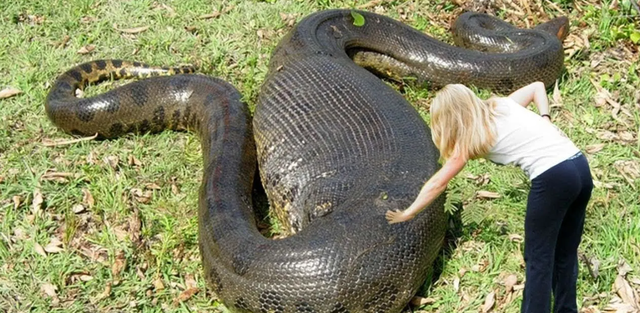 世界上最大的莽蛇什么样，世界上最大的蛇有多大