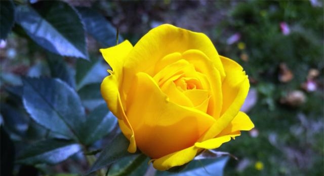 黄玫瑰的花语是什么意思，黄玫瑰的花语及象征
