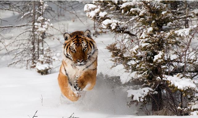 东北虎是几级保护动物，黑龙江多措并举守护东北虎