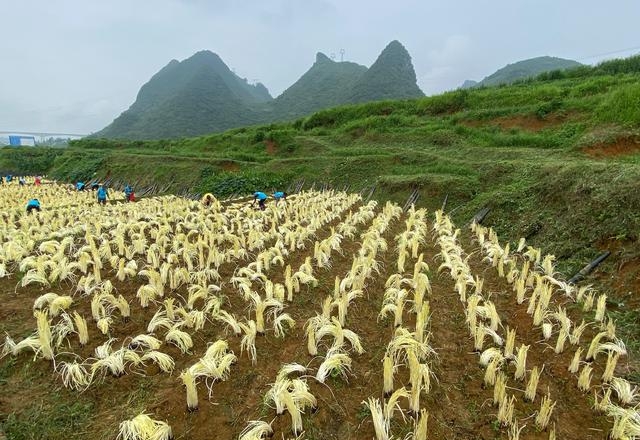 韭黄怎么种植出来的，韭黄种植技巧和管理技术