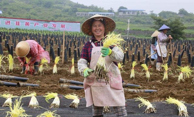 韭黄怎么种植出来的，韭黄种植技巧和管理技术