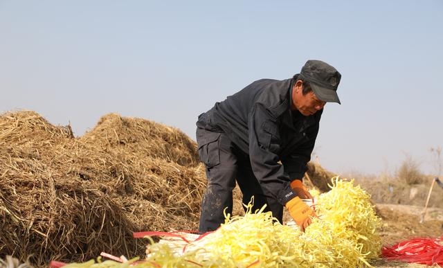 韭黄怎么种植出来的，韭黄种植技巧和管理技术