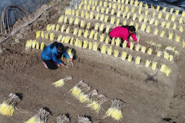 韭黄怎么种植出来的，韭黄种植技巧和管理技术