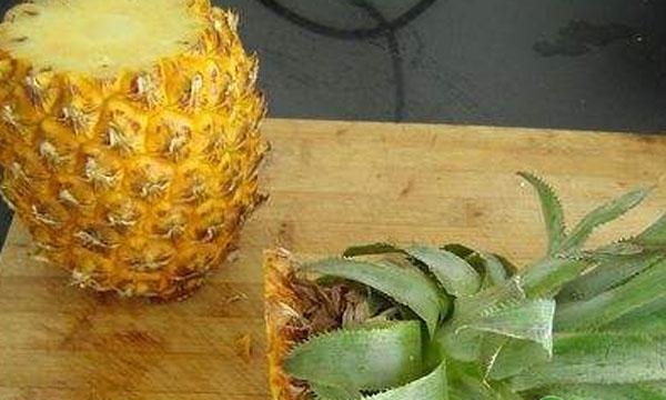 自己怎么种菠萝，菠萝在家种植的方法