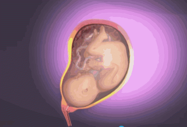 生孩子的真实过程是怎么样的，超真实孕妇生产过程3D动图