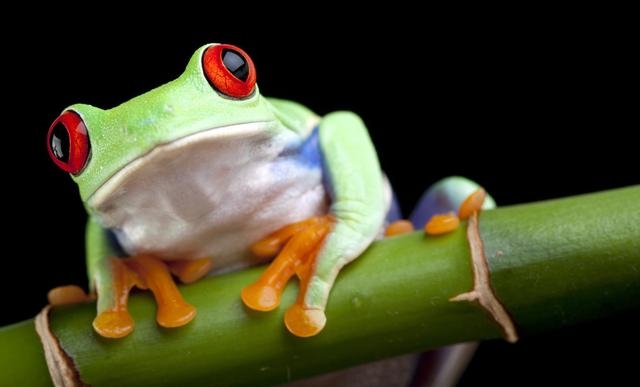 关于青蛙的成语大全，与蛙有关的四字成语大盘点