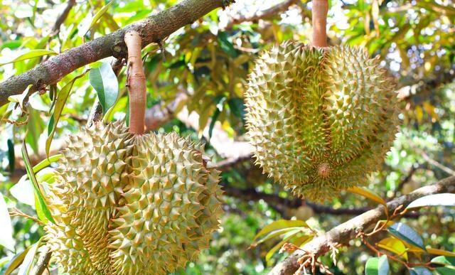 榴莲国内现在有种植吗，榴莲的栽培技术介绍