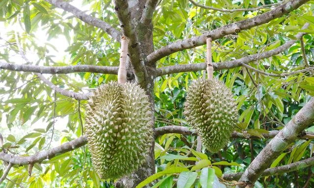 榴莲国内现在有种植吗，榴莲的栽培技术介绍