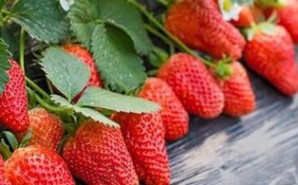 草莓季节是几月份吃最好 附：草莓最好吃时间及挑选方法