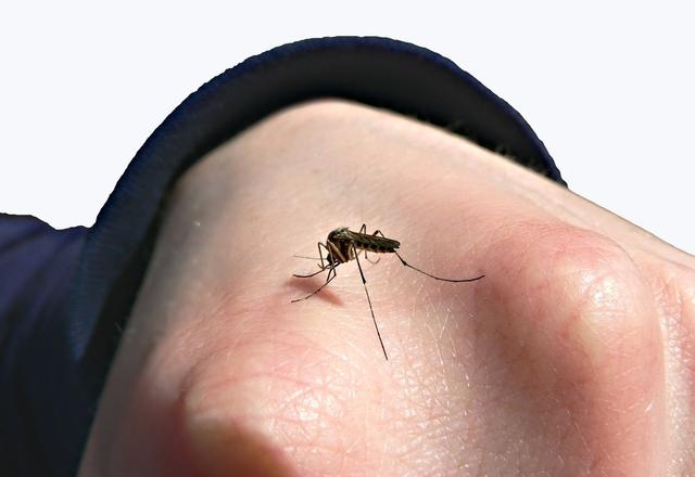 蚊子几天不吸血会死，关于蚊子吸血的知识科普
