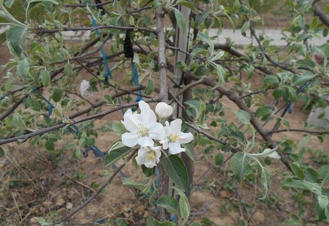 苹果开花期是几月份，苹果树花后病虫害防治要点
